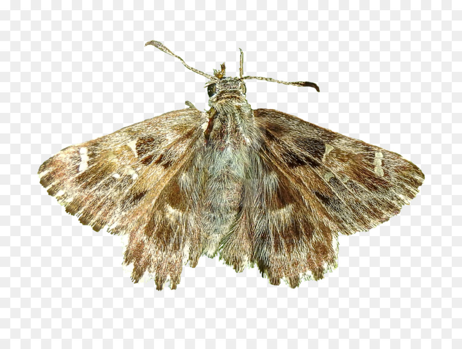 Papillon De Nuit，Ailes PNG