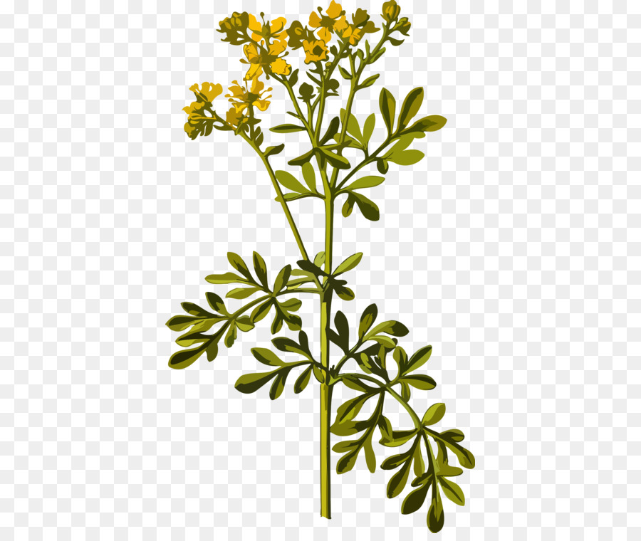 Fleurs Jaunes，Usine PNG