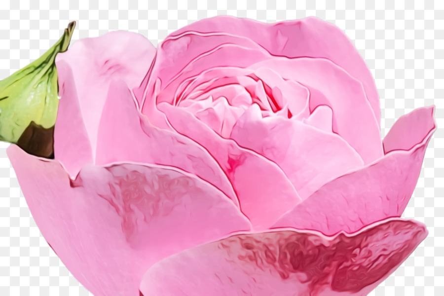 Rose，Floraison PNG