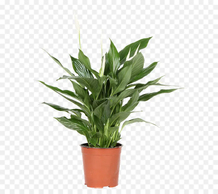 Spathiphyllum Wallisii，Flowerpot PNG