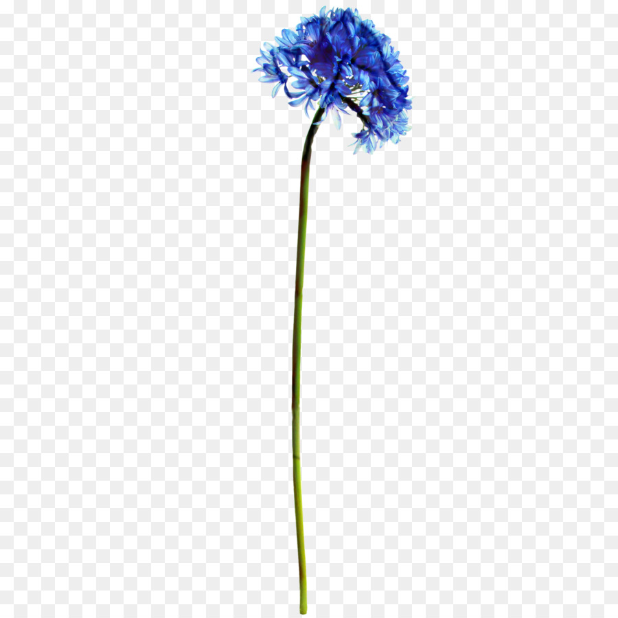 Fleur Bleue，Tige PNG