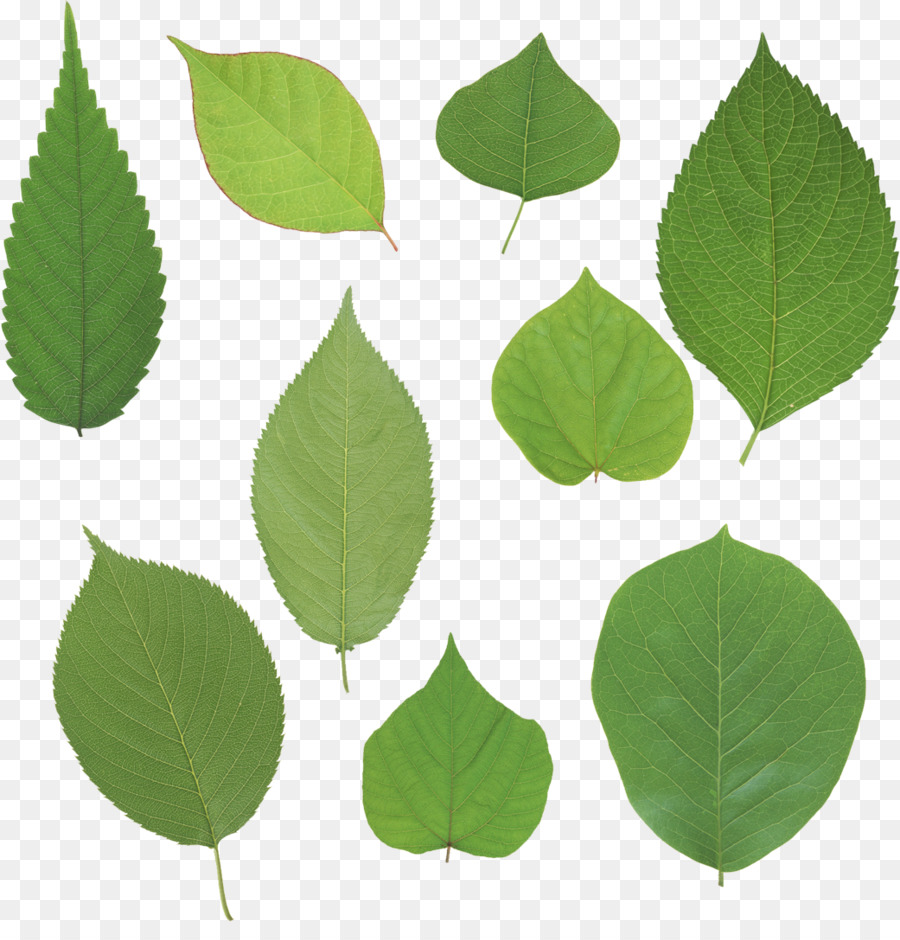 Feuilles Vertes，Usine PNG