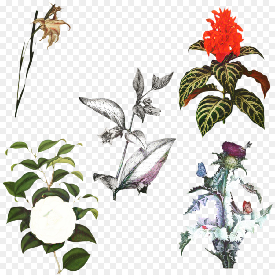 Diverses Plantes，Fleurs PNG