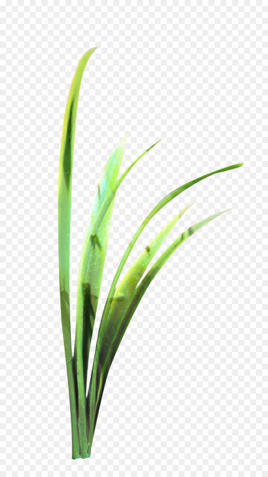 Herbe Douce，Tige De La Plante PNG