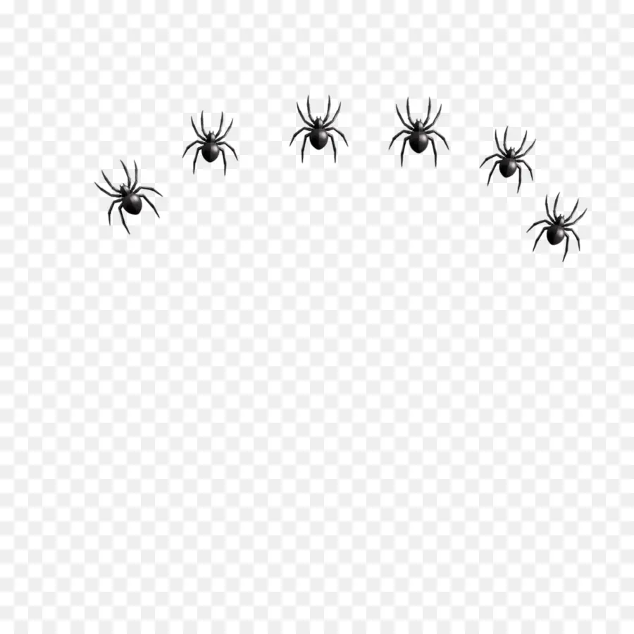 Araignée，Les Insectes PNG