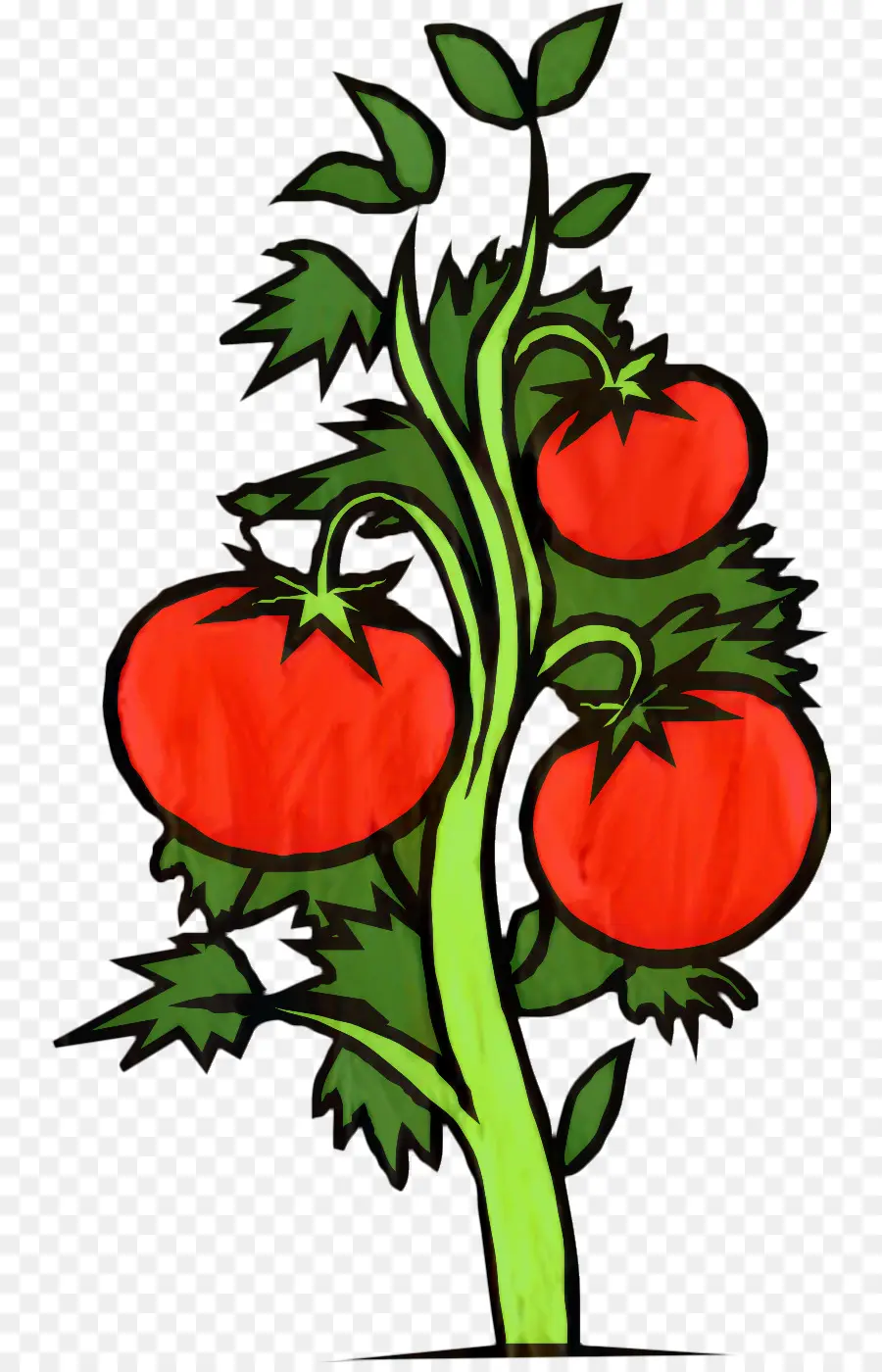 Tomate Cerise，Dessin PNG