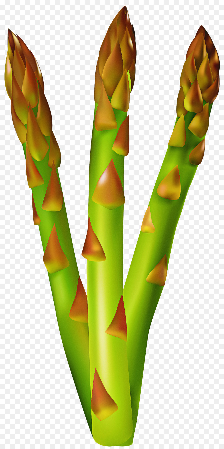 Asperge，Vert PNG