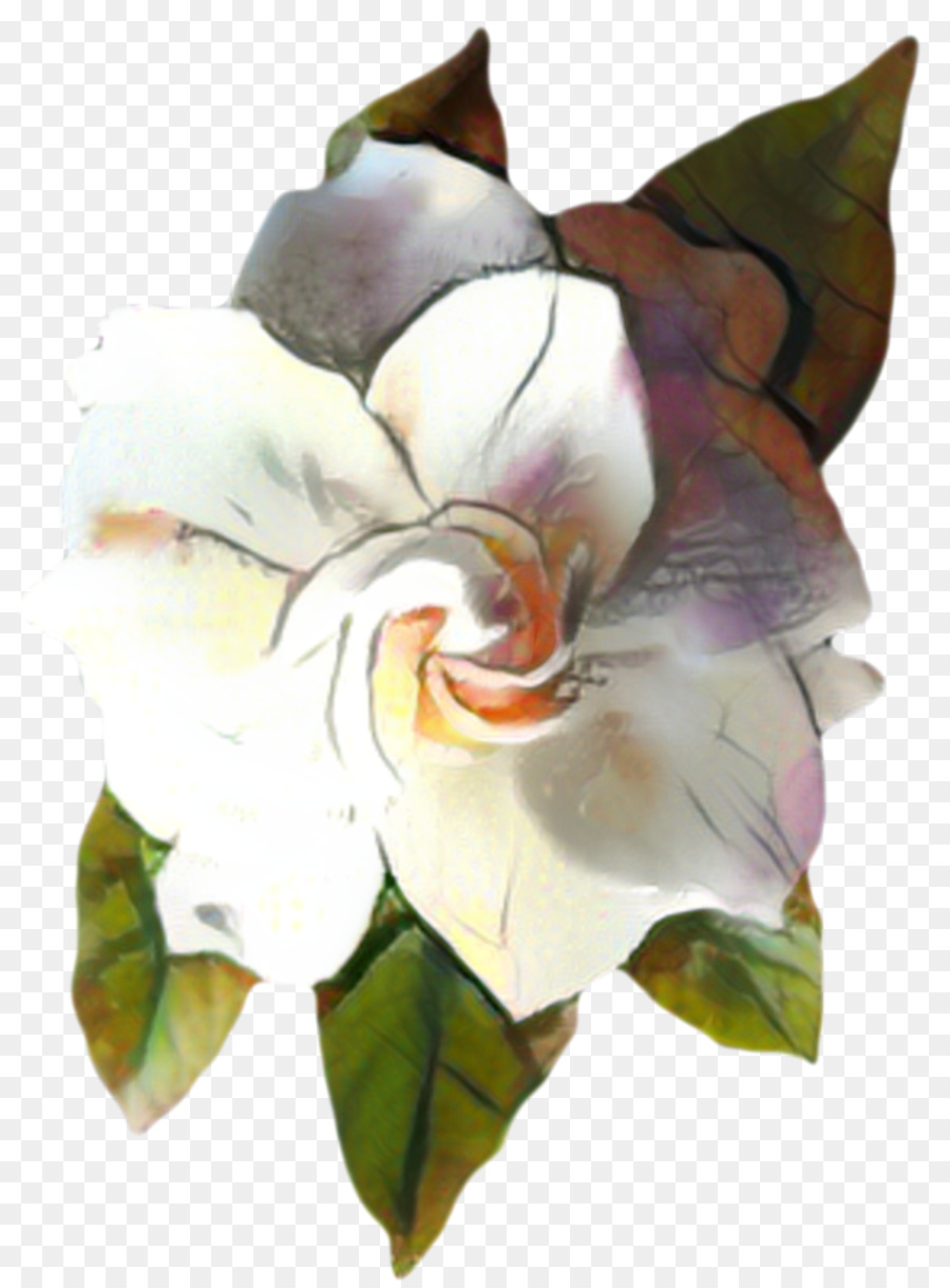 Magnolia，Peinture PNG