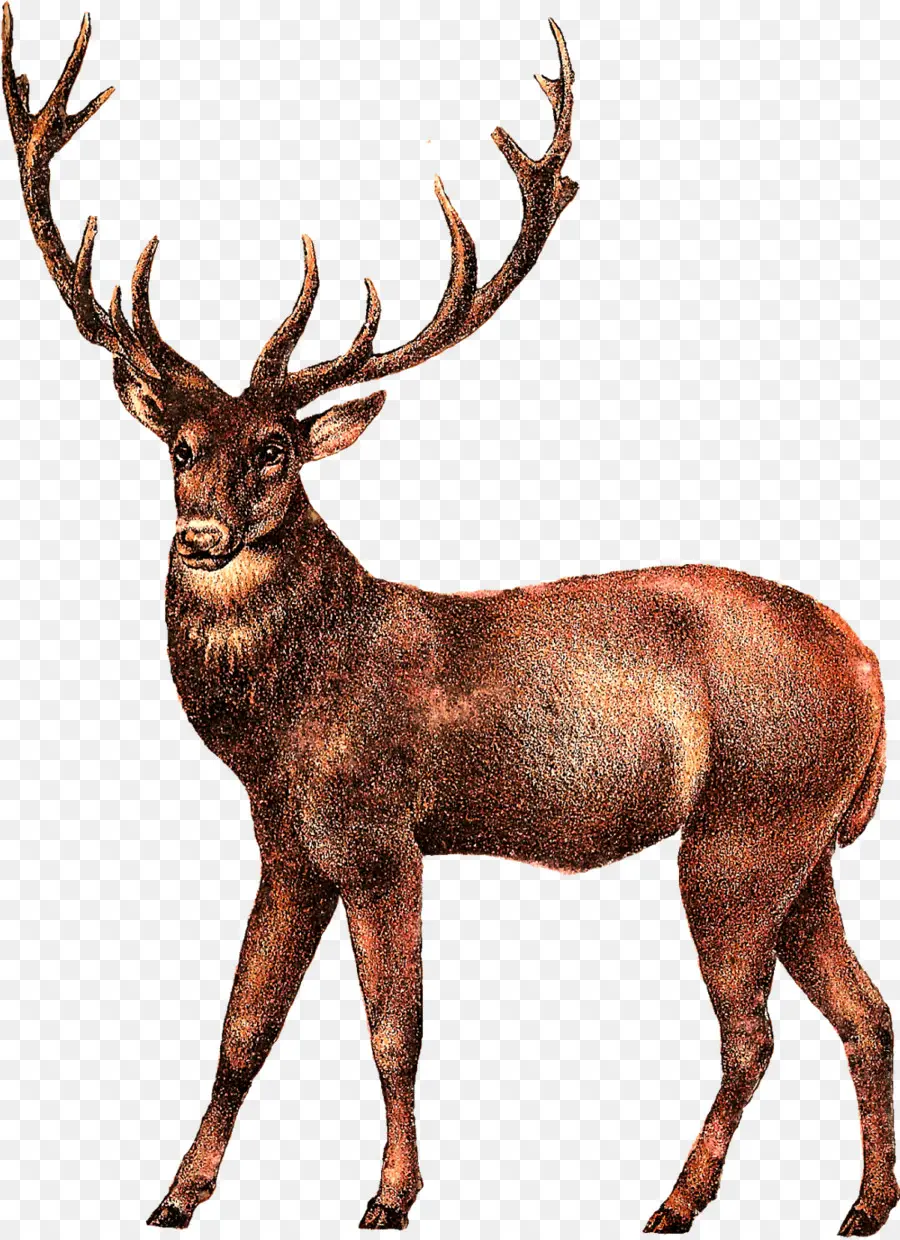 Cerf Doré，Bois PNG