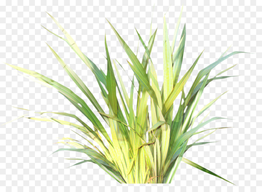 Herbe Douce，Potager PNG
