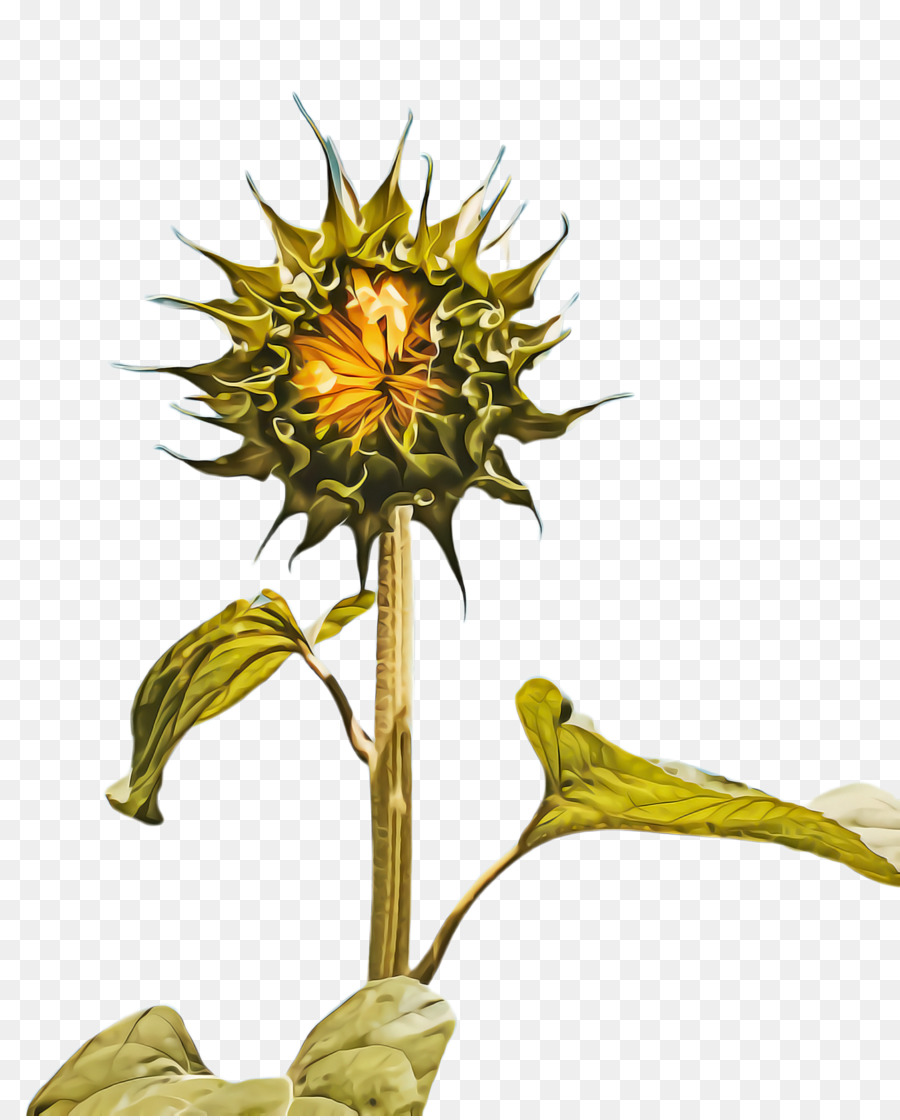 Commune De Tournesol，La Graine De Tournesol PNG