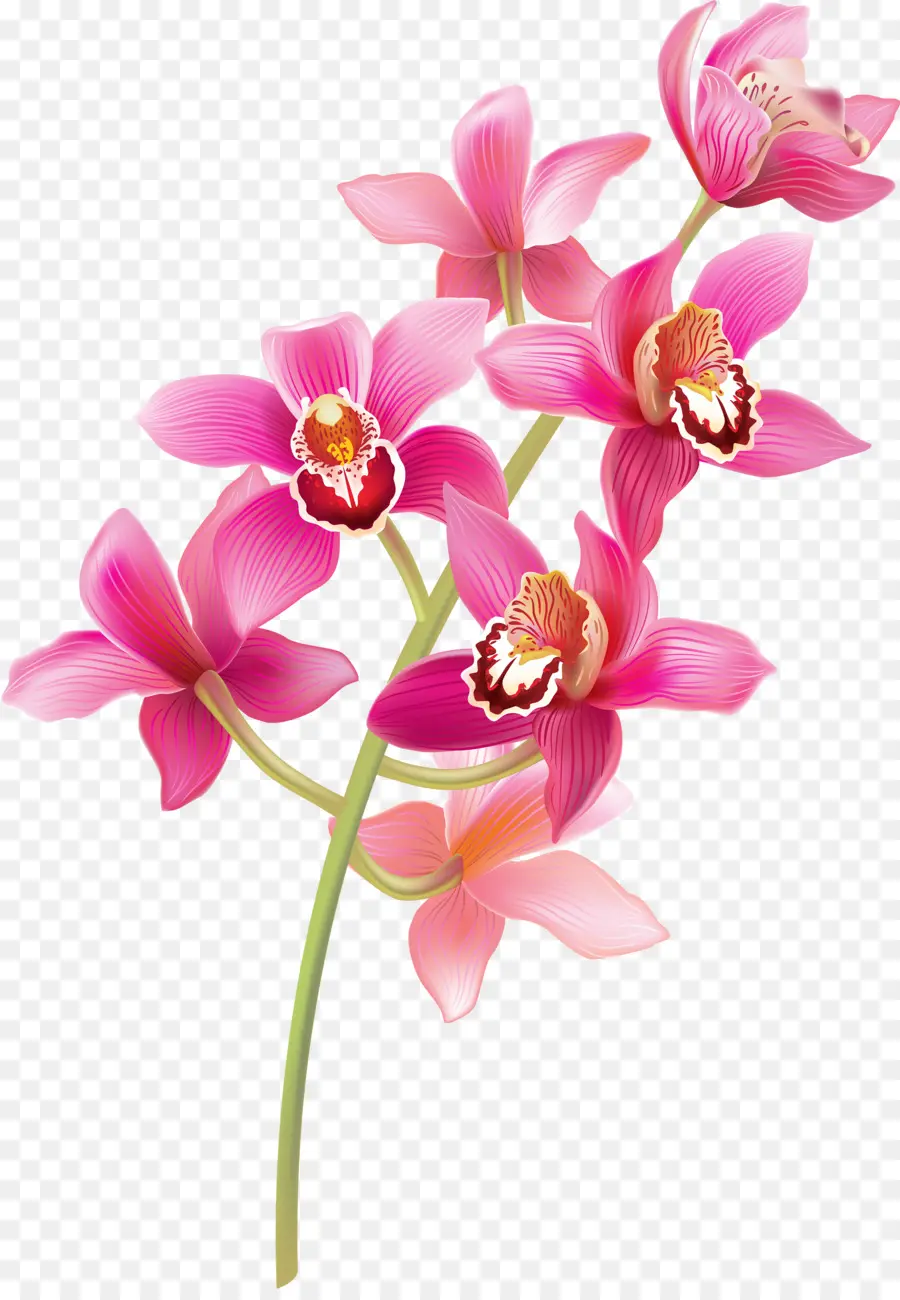 Les Orchidées，Rose PNG