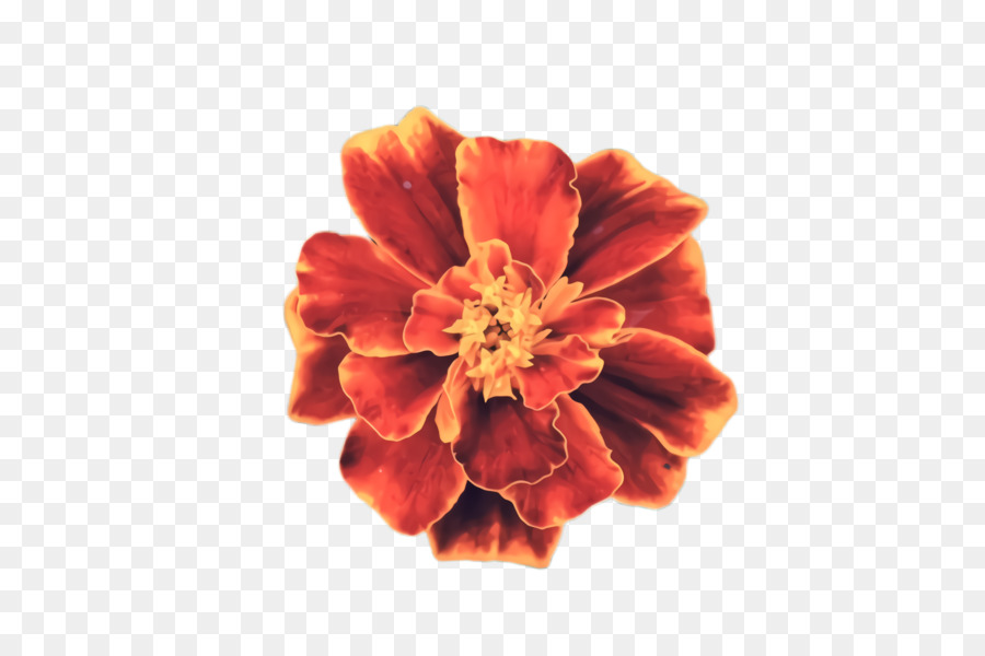 Fleur De Naissance，Pétale PNG