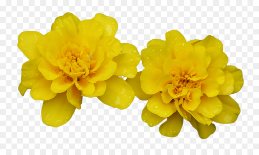 Chrysanthème，Jaune PNG