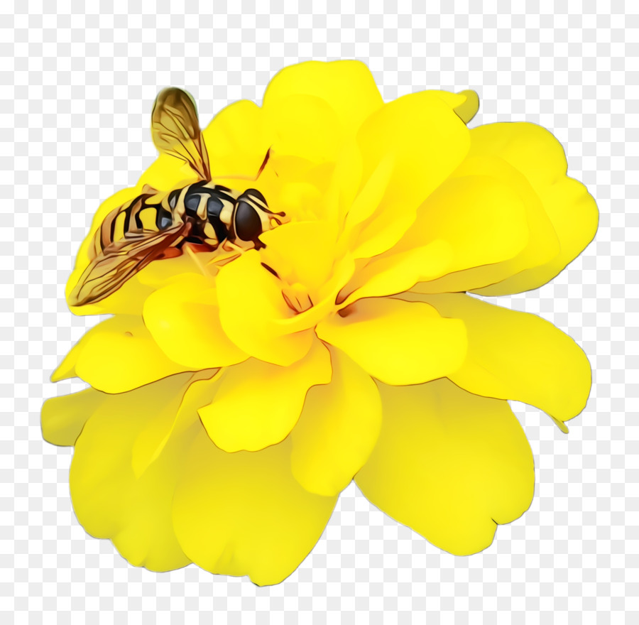 Abeille Sur Fleur Jaune，Insecte PNG