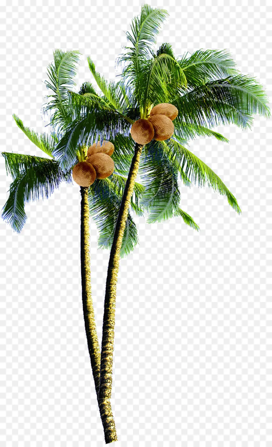 La Noix De Coco，Les Palmiers PNG