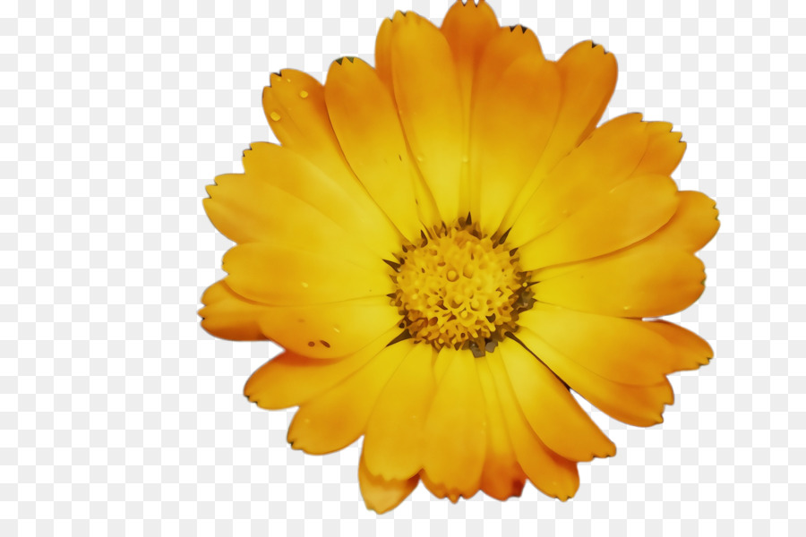 Chrysanthème，Jaune PNG