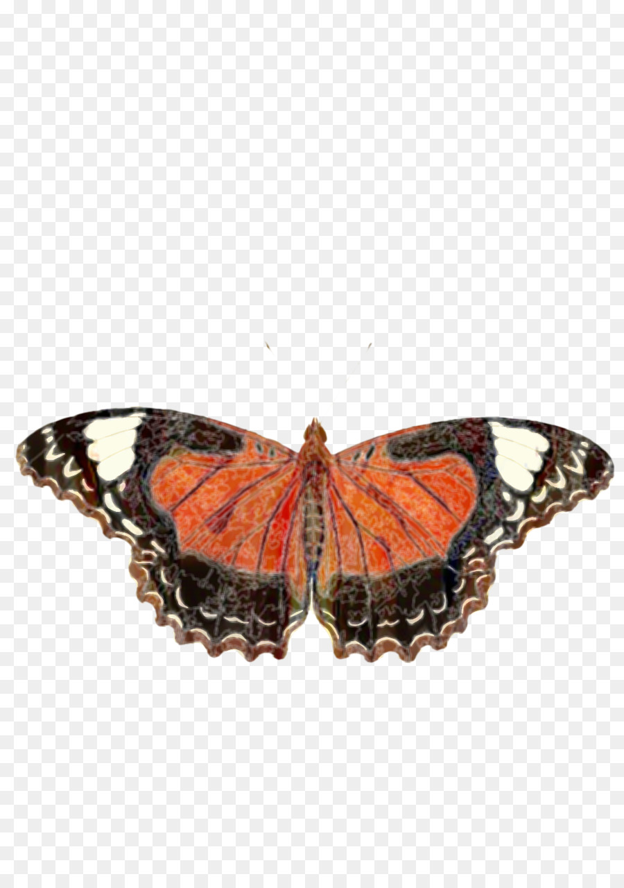 Papillon Bleu，Ailes PNG