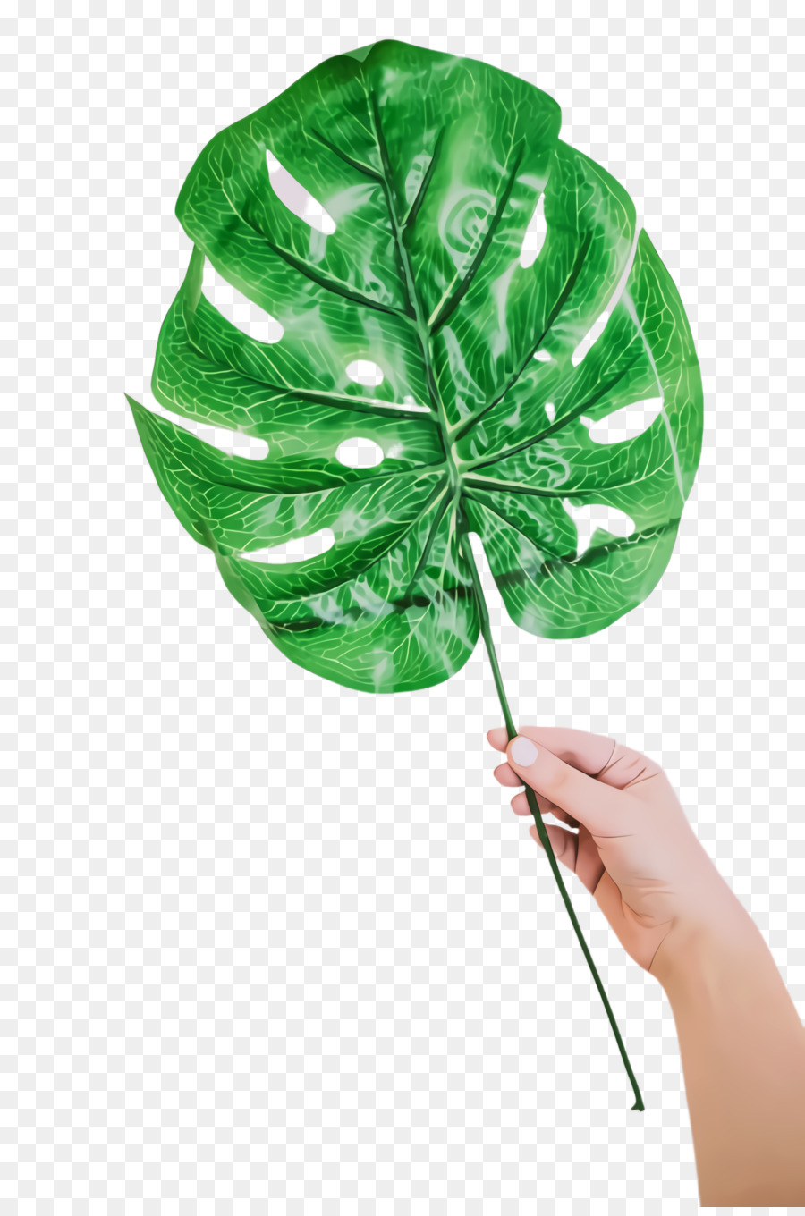 Feuille，Tige De La Plante PNG