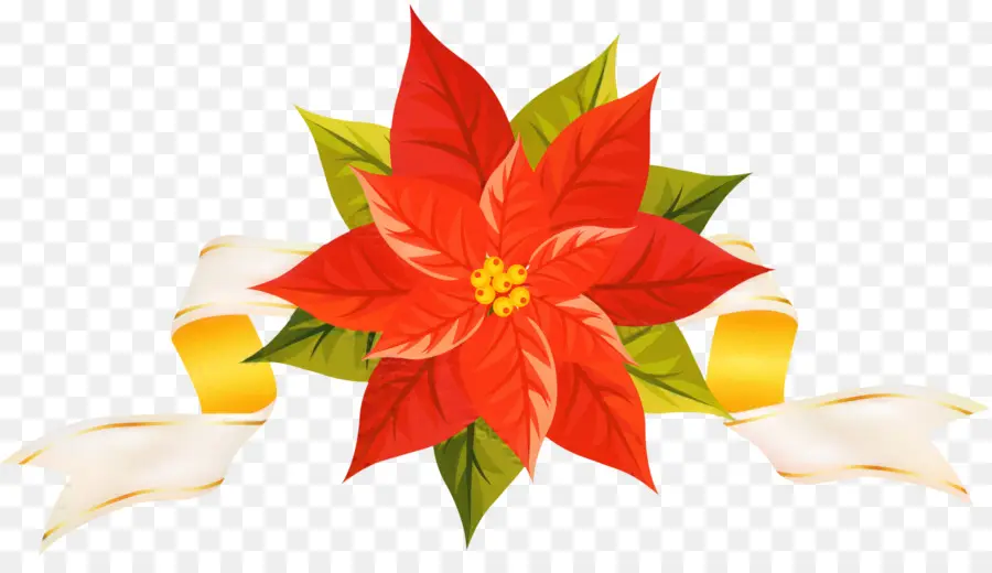 Poinsettia，Rouge PNG