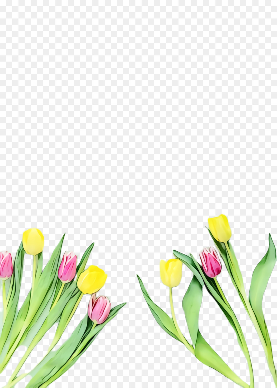 Tulip，Design Floral PNG