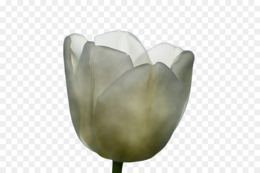 Tulip，Pétale PNG