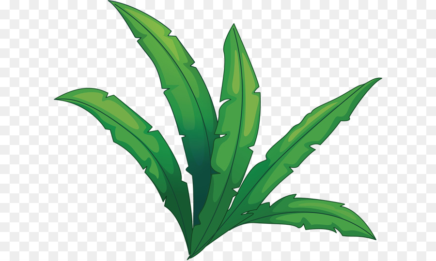 Agave，Succulent PNG