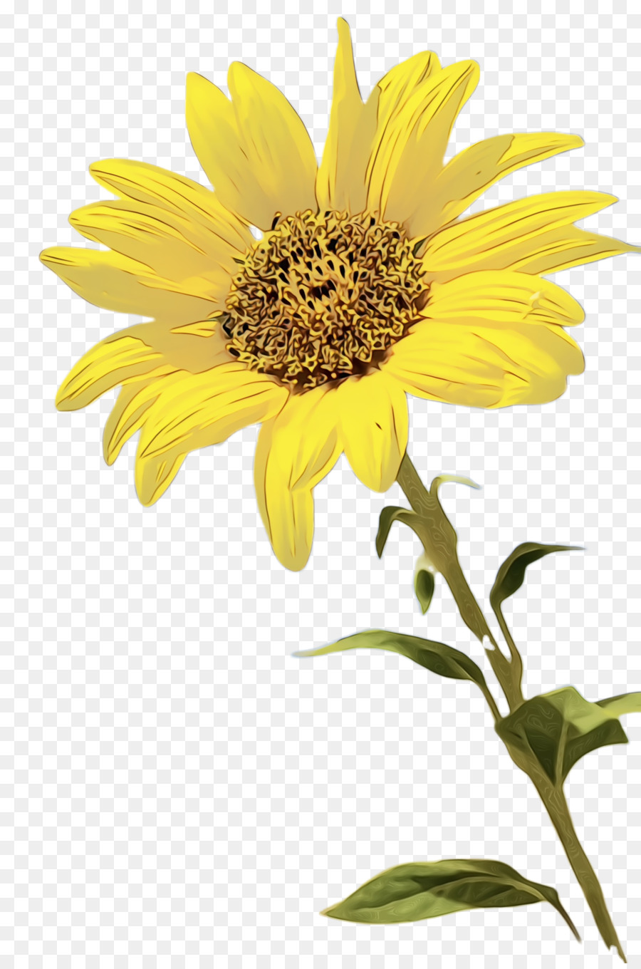 Tournesol，Usine PNG