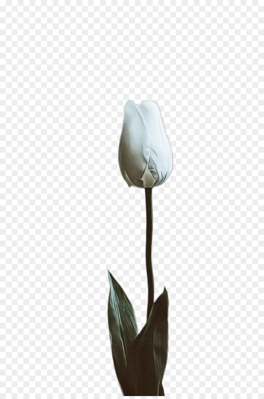 Tulip，La Famille Rose PNG