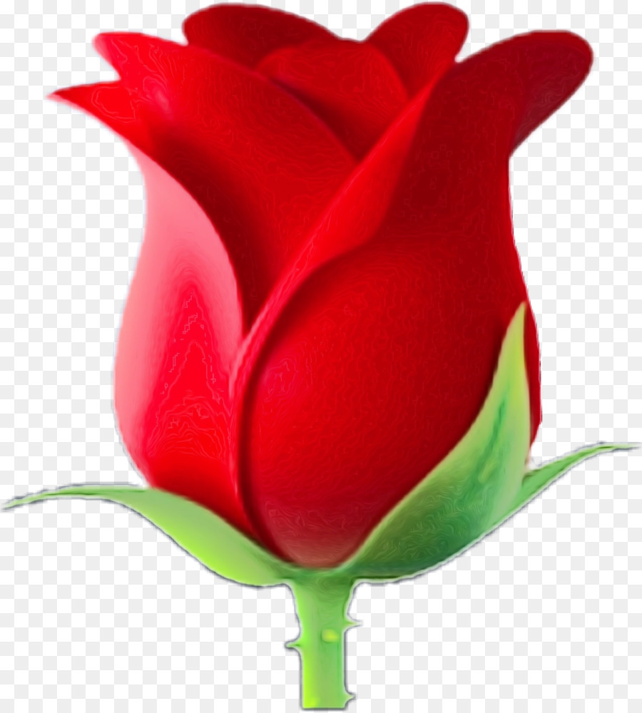 Rose Rouge，Bourgeon PNG