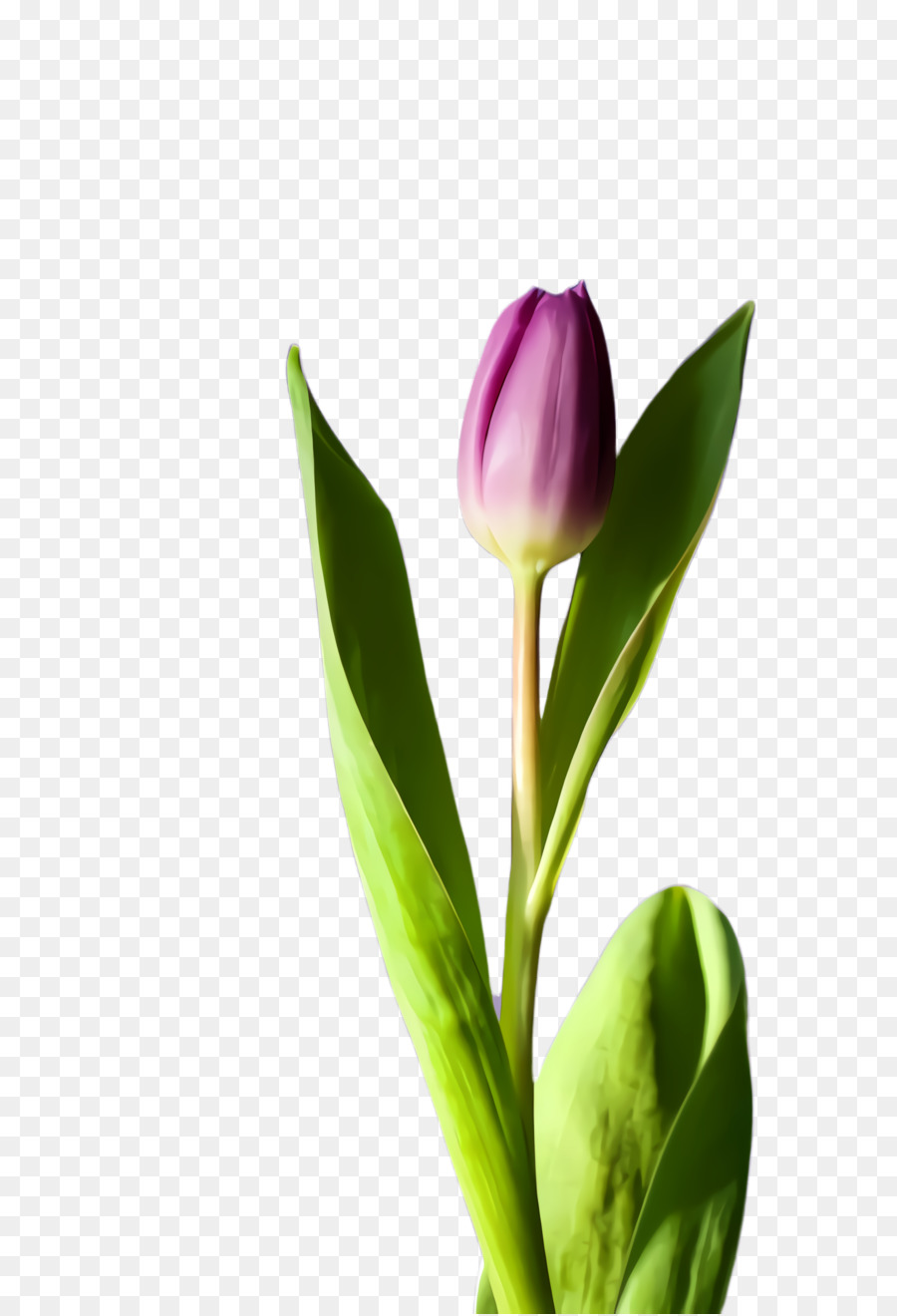 Tulipe Violette，Tige PNG