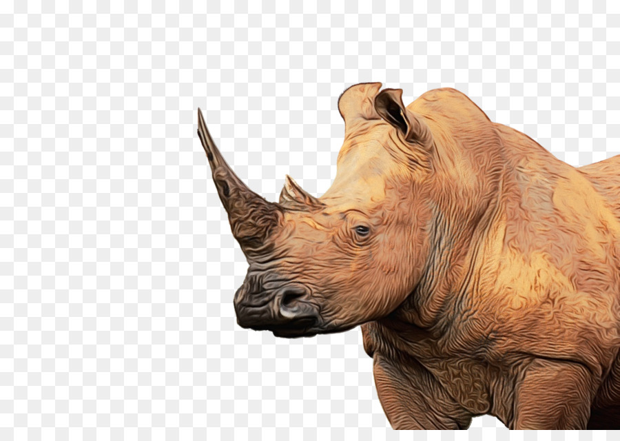 Rhinocéros，éléphant Indien PNG