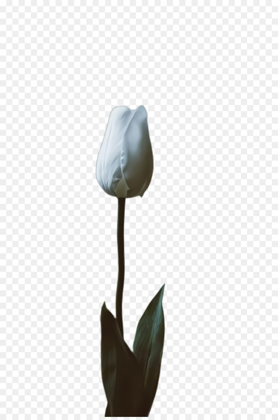 Tulip，Tige De La Plante PNG