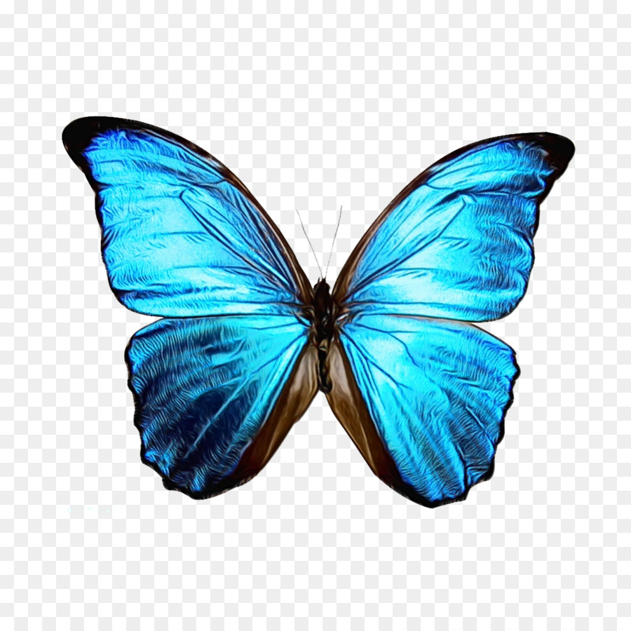 Papillon Bleu，Ailes PNG