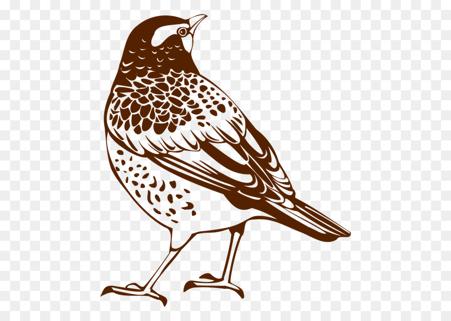 Illustration D'oiseau，Moineau PNG