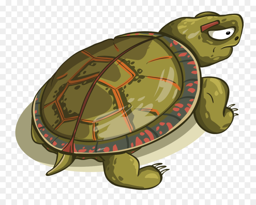 Tortue Verte，Coquille PNG