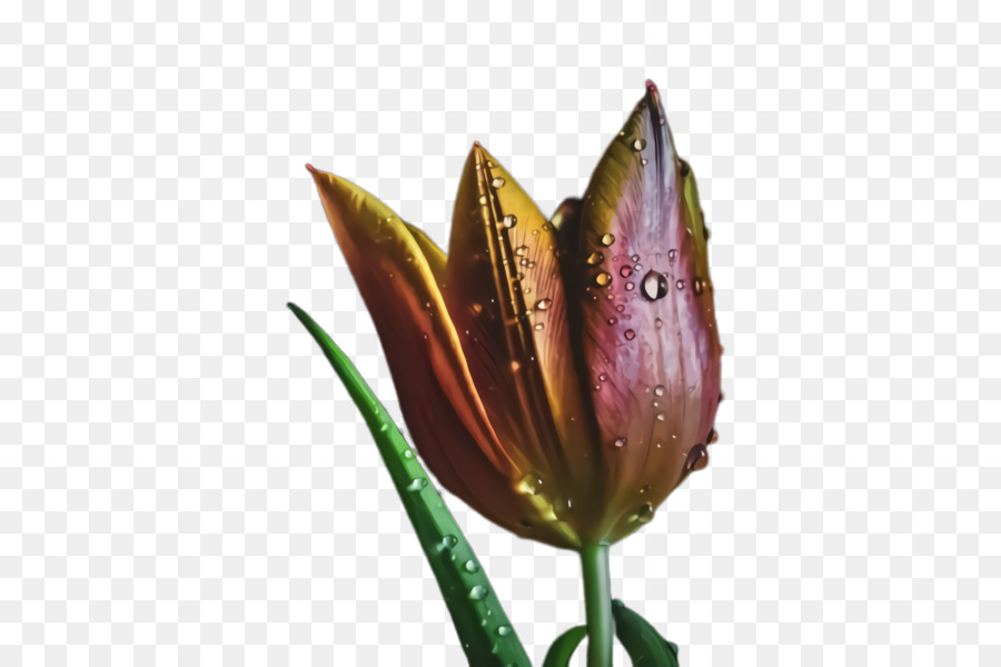 Tulip，Violet PNG
