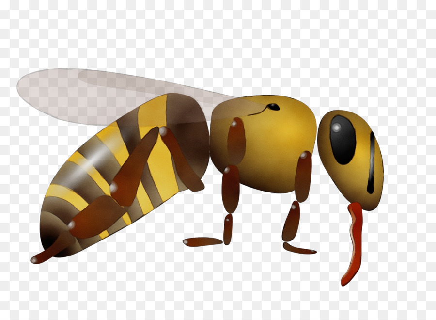 L'abeille à Miel，Abeille PNG