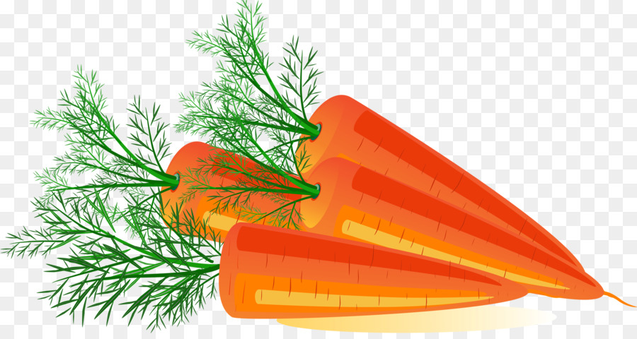 Carottes，Orange PNG