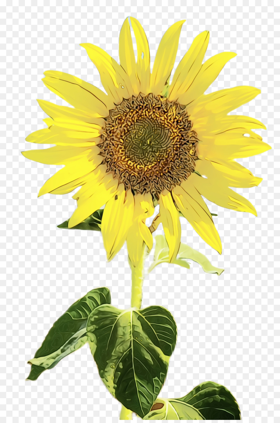 Tournesol，Usine PNG