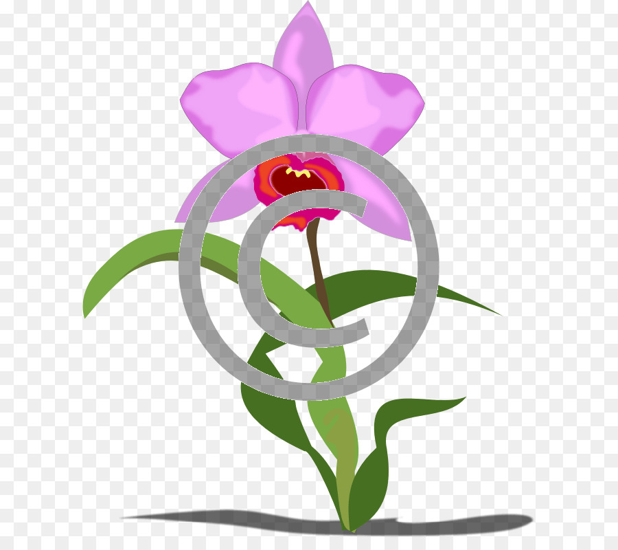 Les Orchidées，Les Plantes PNG