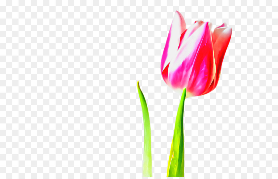 Tulip，Les Fleurs Coupées PNG