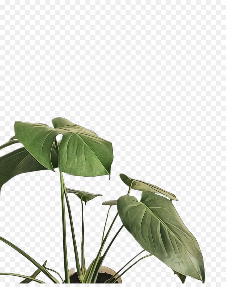 Plante Verte，Feuilles PNG