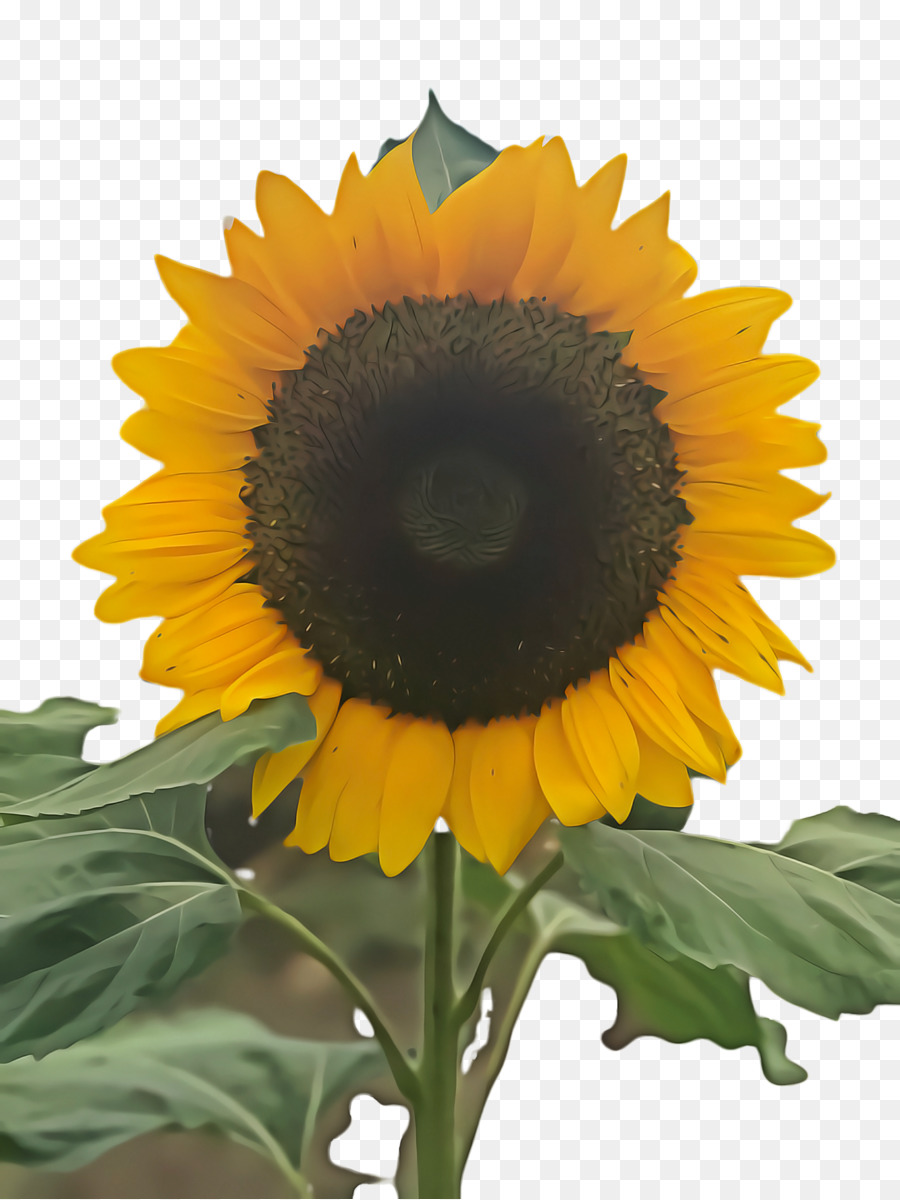 Tournesol，Jaune PNG