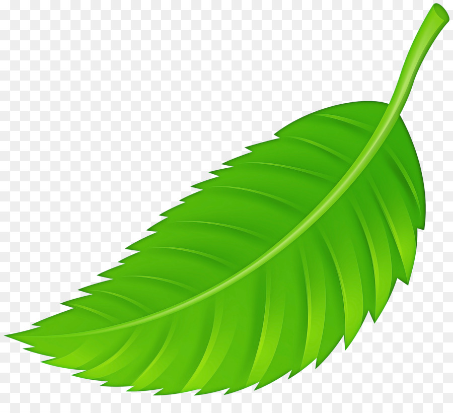 Feuilles Vertes，Usine PNG