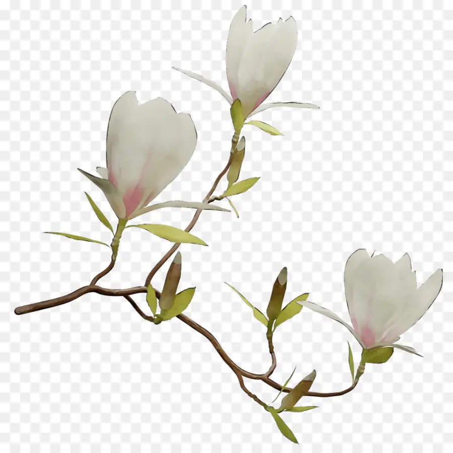 Magnolia Chinois，Famille Du Magnolia PNG