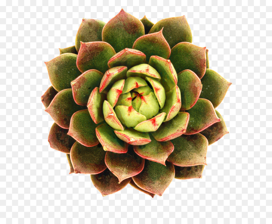 Plante Succulente，Cactus PNG