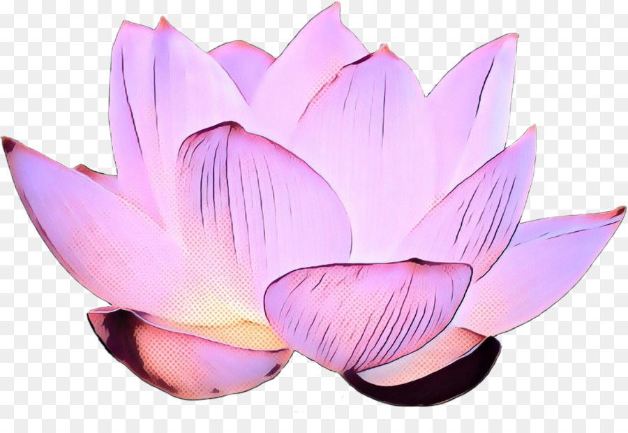 Lotus Rose，Floraison PNG