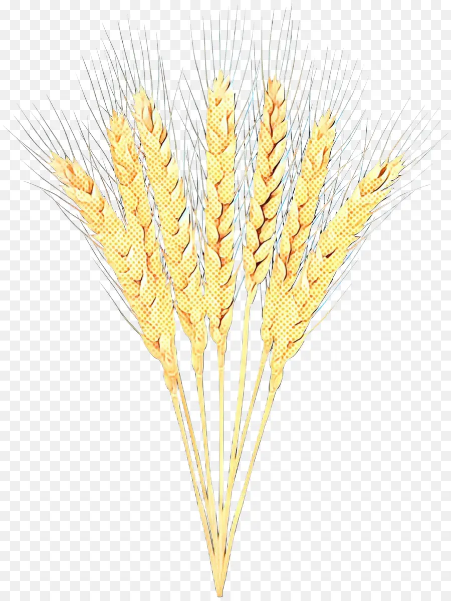 Blé，Grain PNG