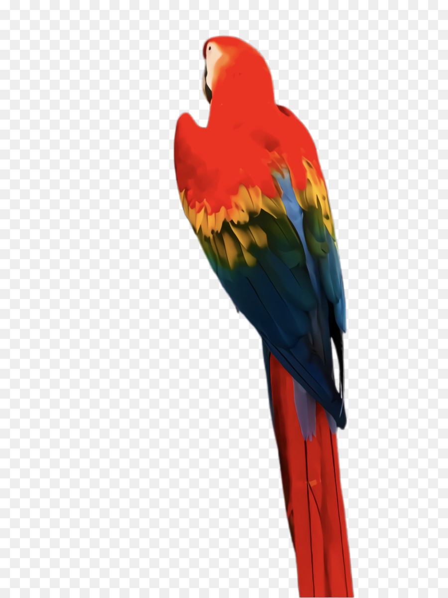 Perroquet Coloré，Oiseau PNG